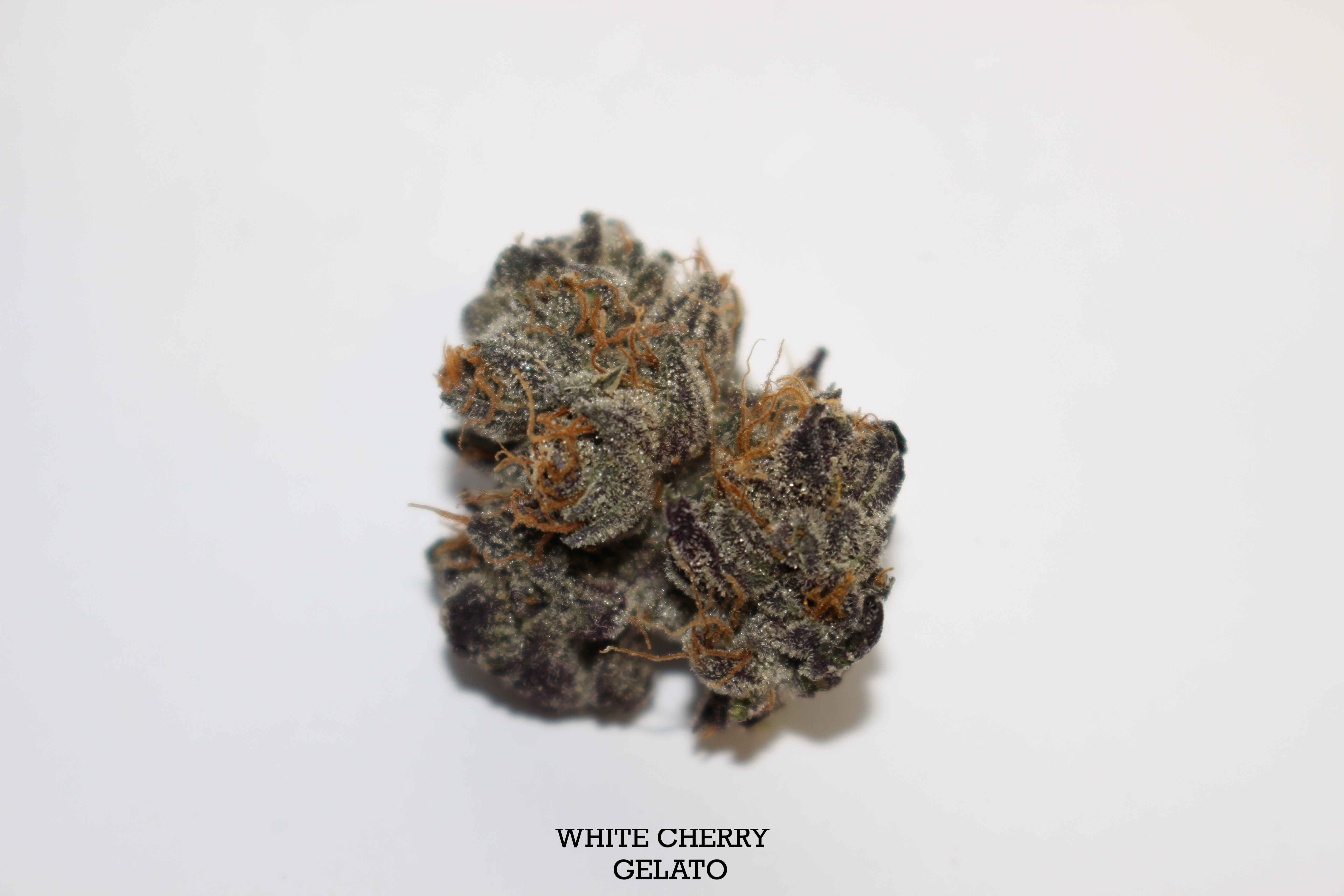 White Cherry Gelato Craft Indoor