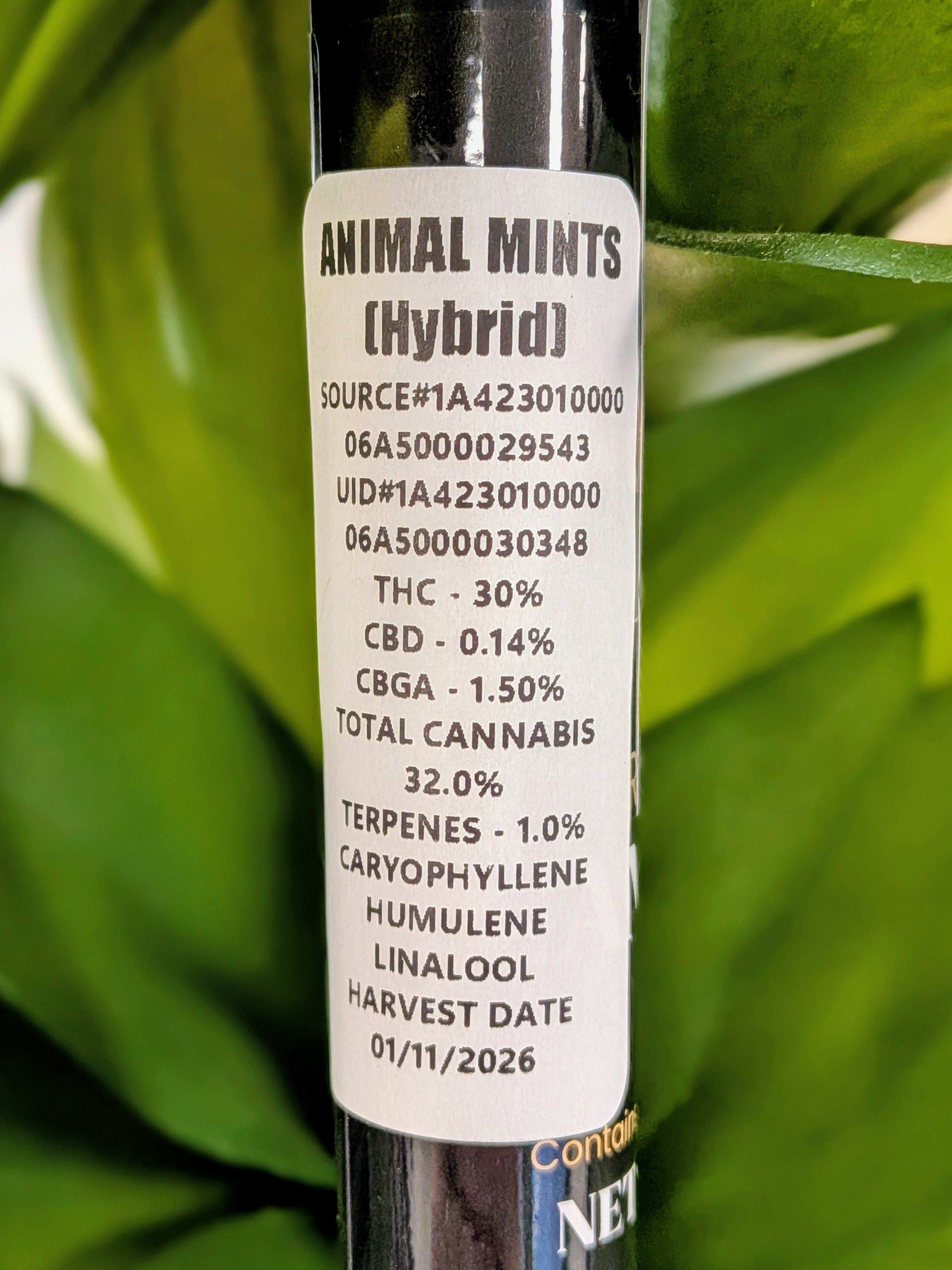 Animal Mints
