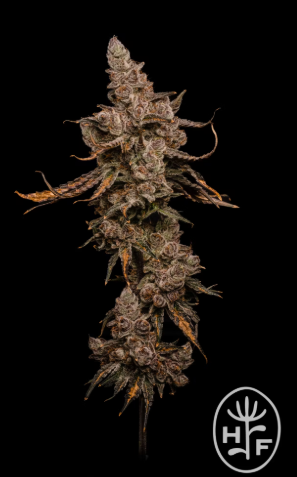 Block Berry | Flower |