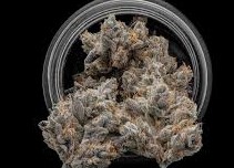 Green Dot Bud | Rapture (H)