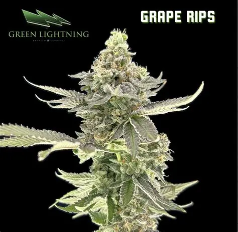 Green Lightning Grape Rips Smalls (REC)