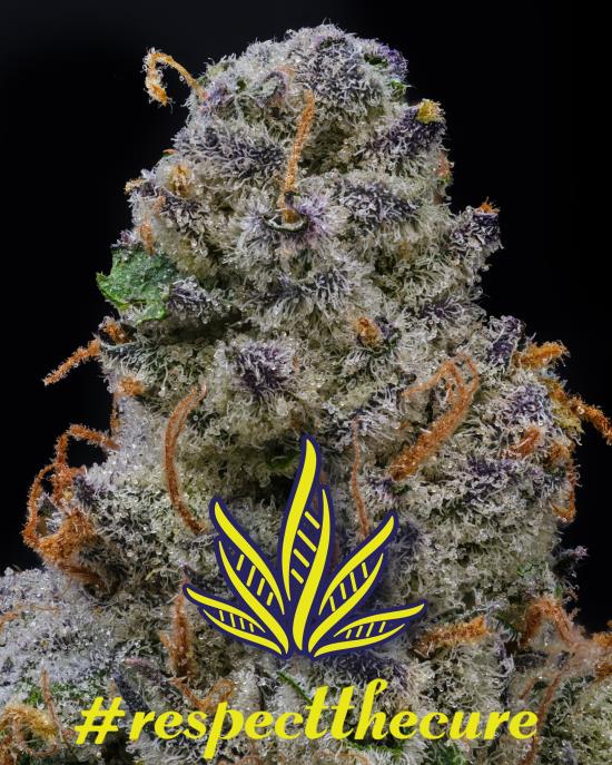 Gluebert [DOH] - by DNA Gardens