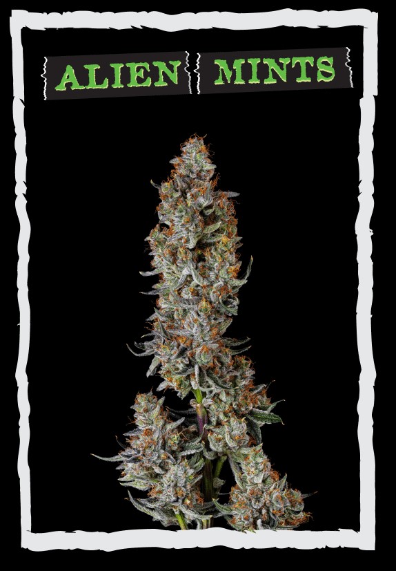 Alien Mints | 14g product photo