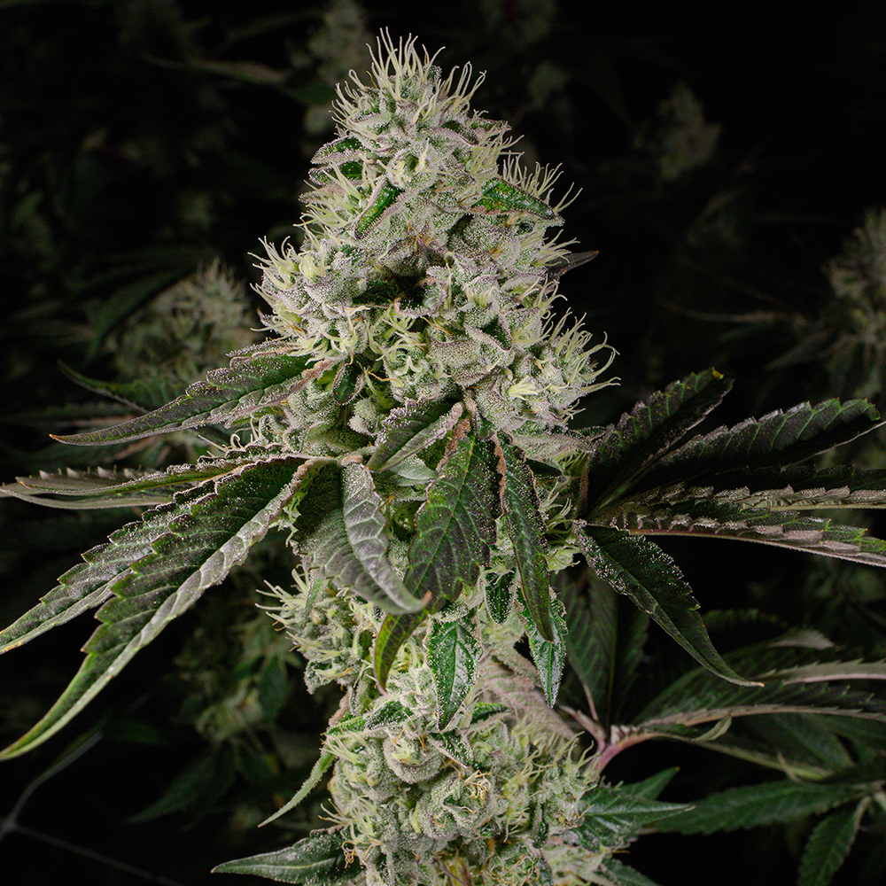 Brownie Scout | Flower | 3.