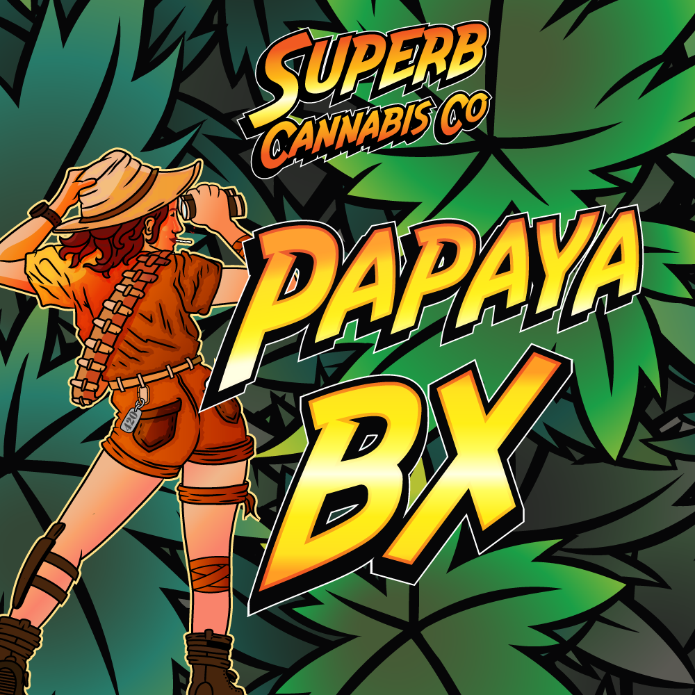Superb | Papaya BX (A) | Bulk Flower | Purple Tier