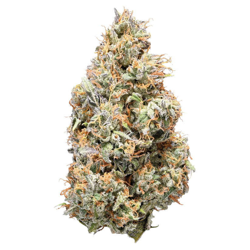 Sativa