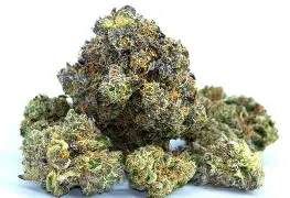 Gst Lemon Junky Buds