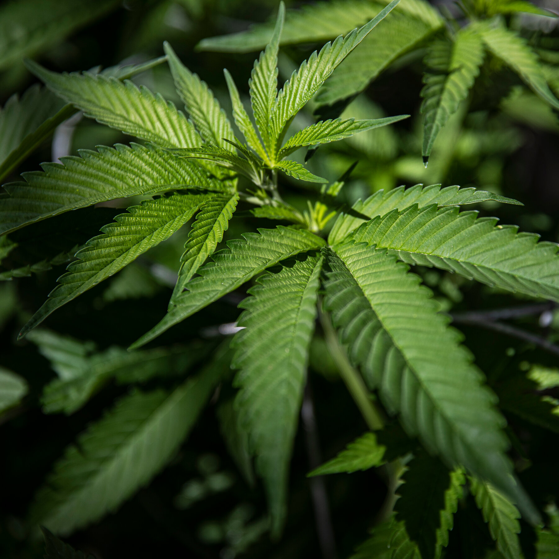 Pinched Ice Catcher Colors