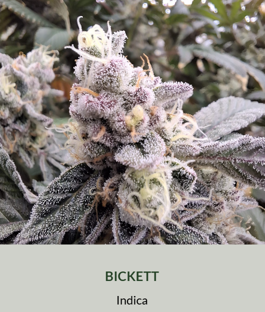 High Grass Premium | Dub | Bickett