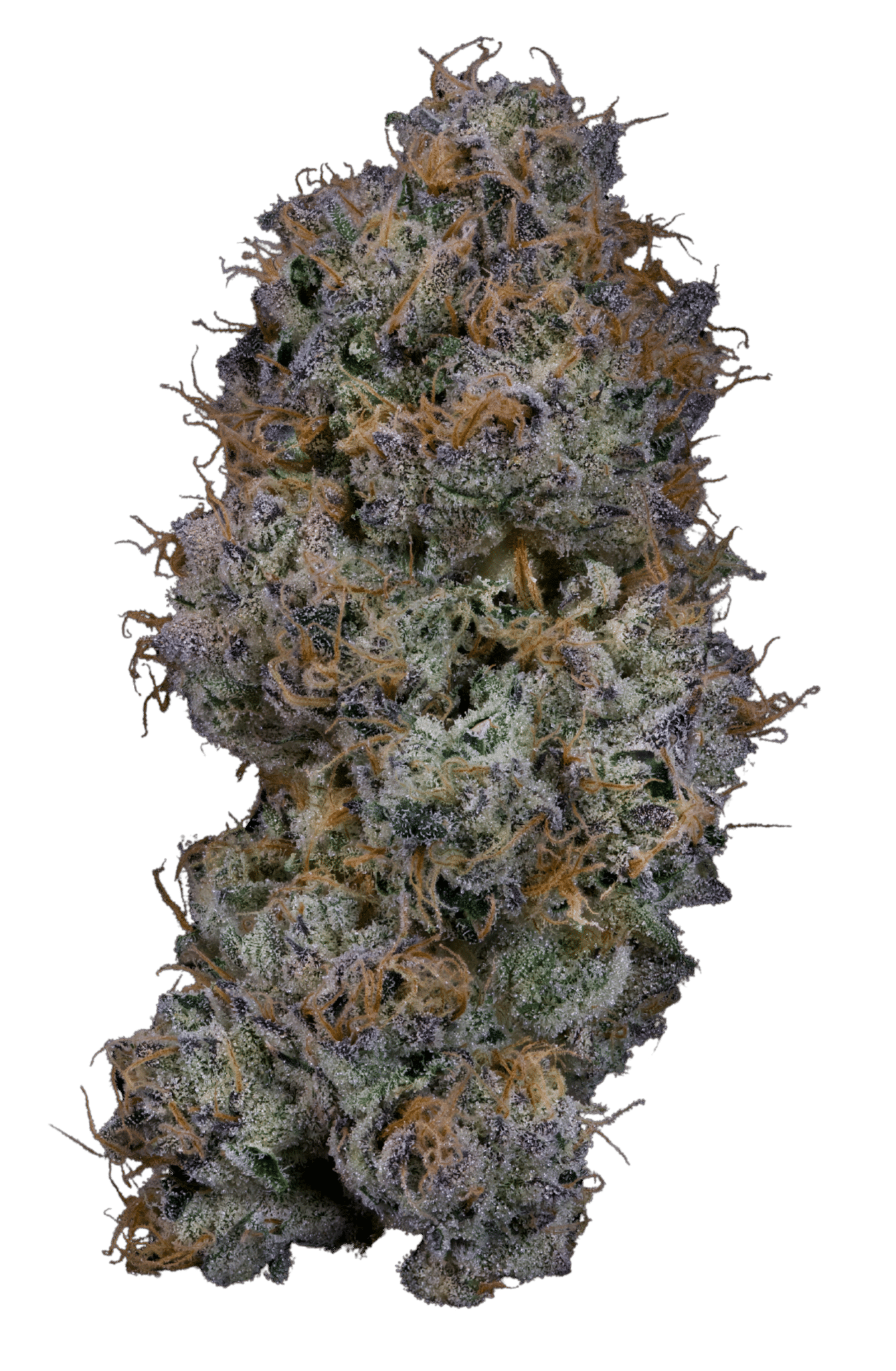 Verzace (Buds) | 3.54g | Indica