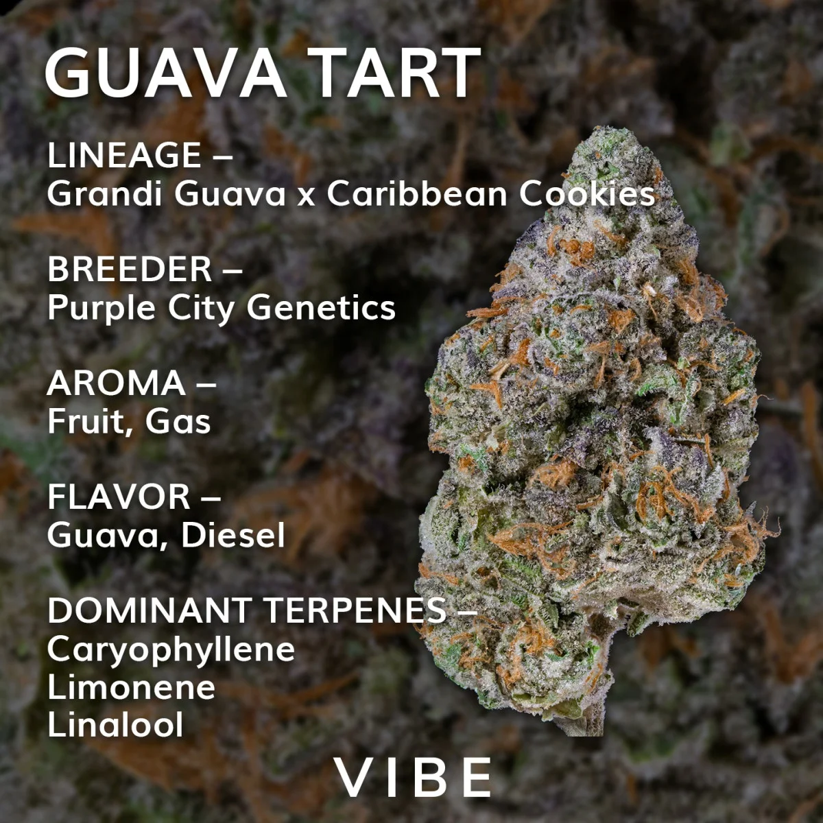 Guava Tart deli budlets - 28g in Kcmo