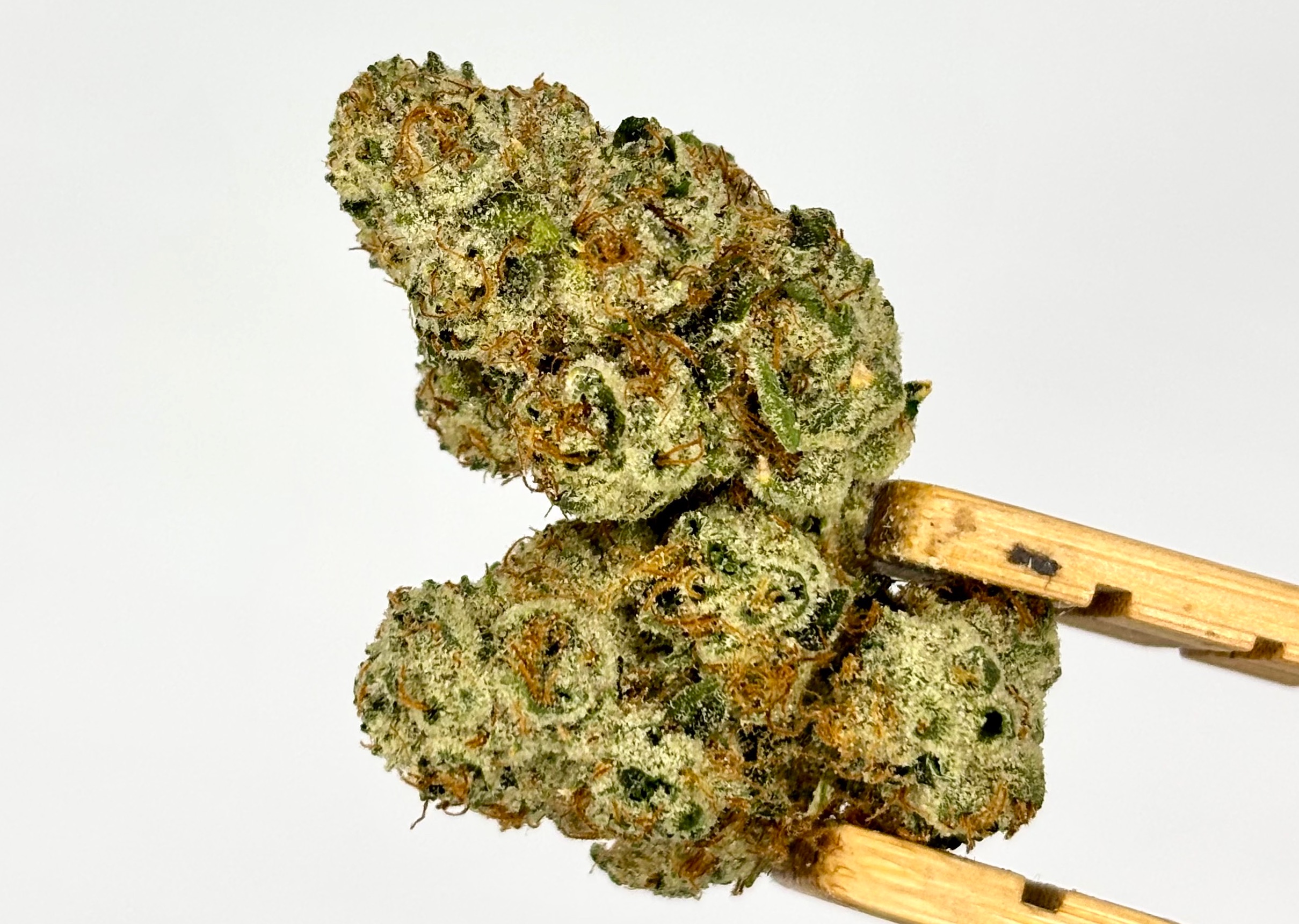 SIX LABS | PEACH CRESCENDO | BULK FLOWER