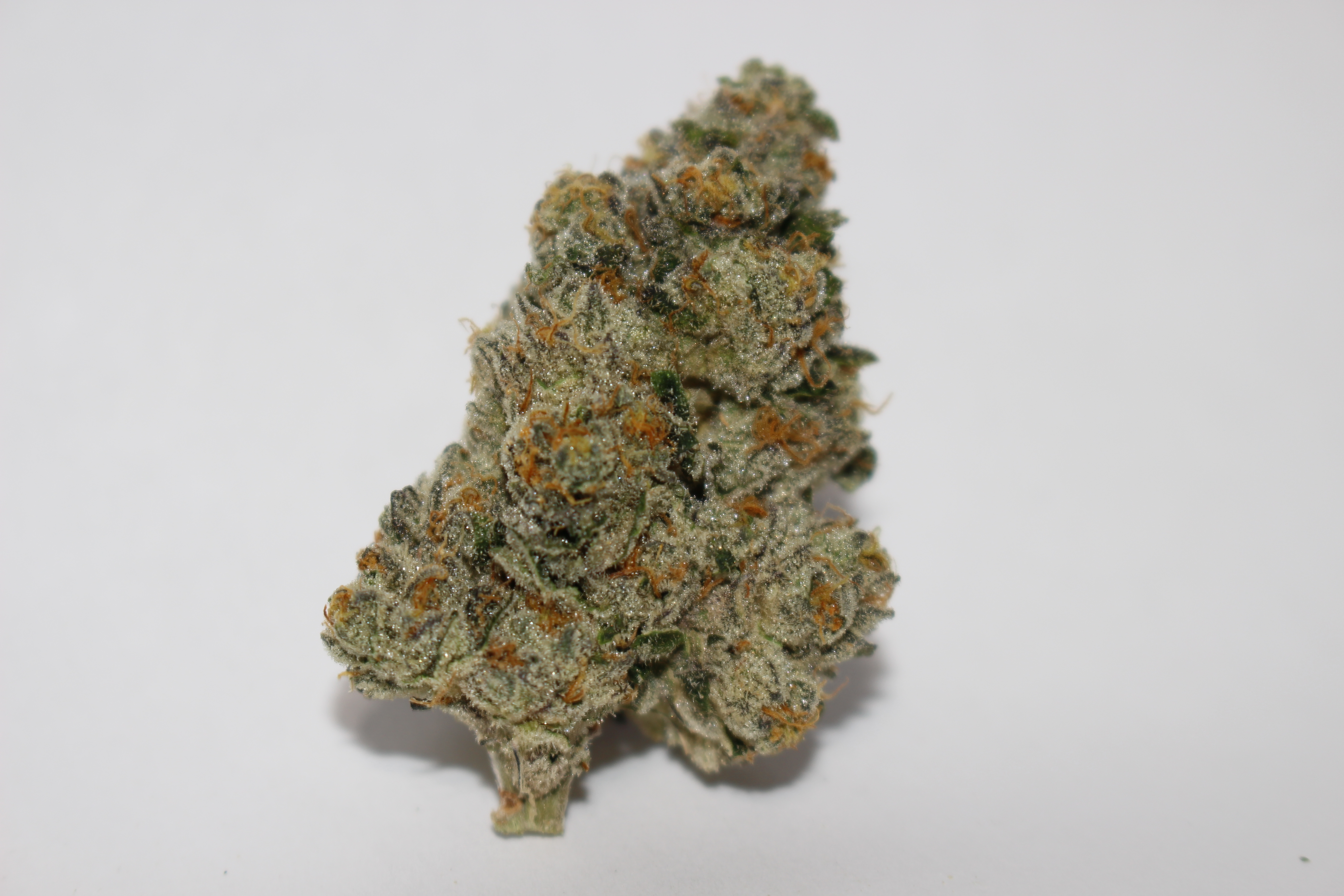 Animal Tsunami Craft Indoor Hydro