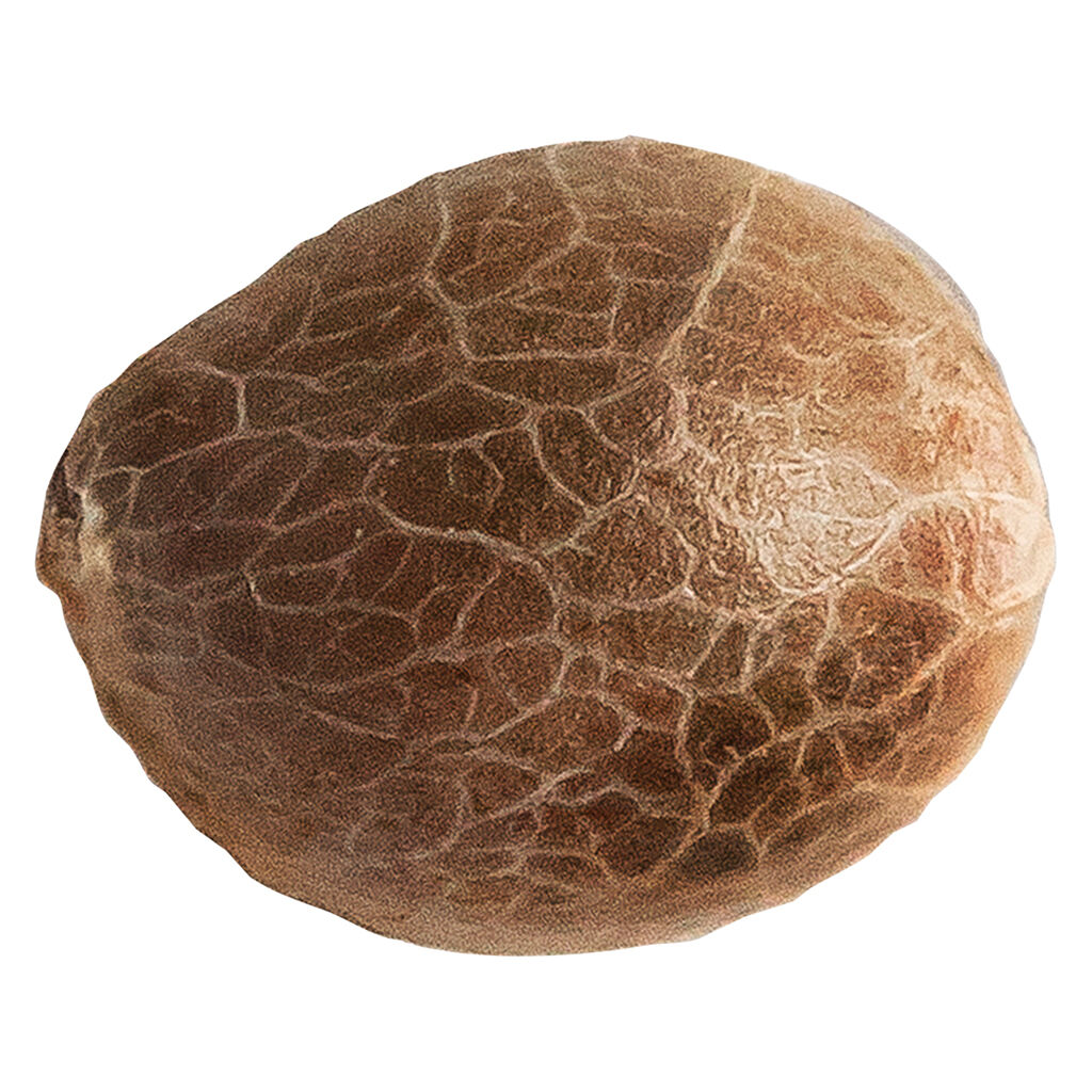 34 Street Seed Co. - Jack Herer Feminized Seeds - 5 Pack