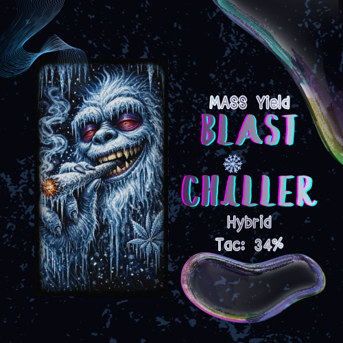 Mass Yield - Blast Chiller Deli Style Flower (7g) product photo
