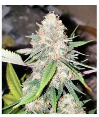 GG#4 Buds