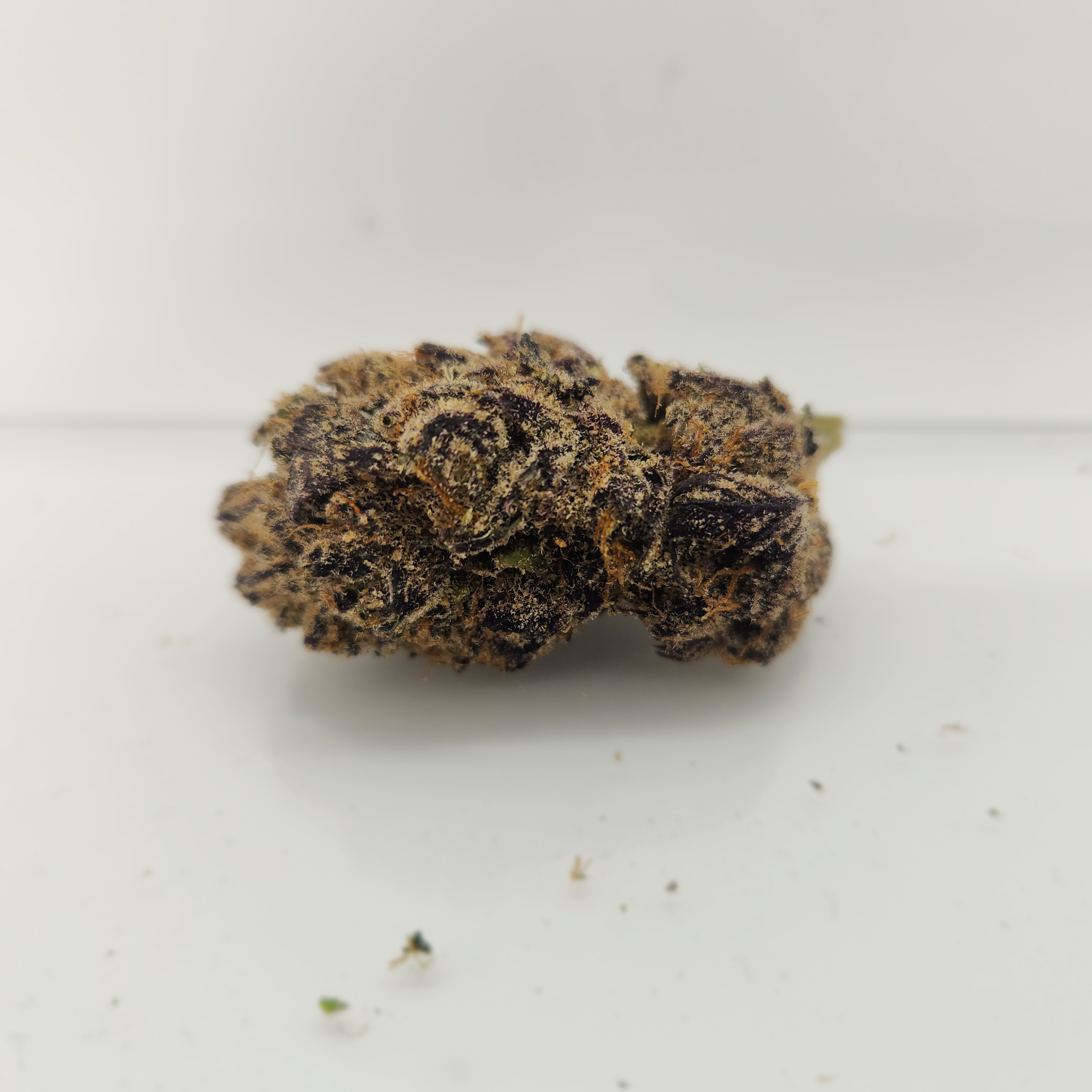 SUGA TUTZ | Harvested: 12/1/2025