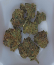 Greenspark Vice City