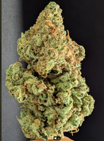 Chimera Bud | Sticky Rice (H)