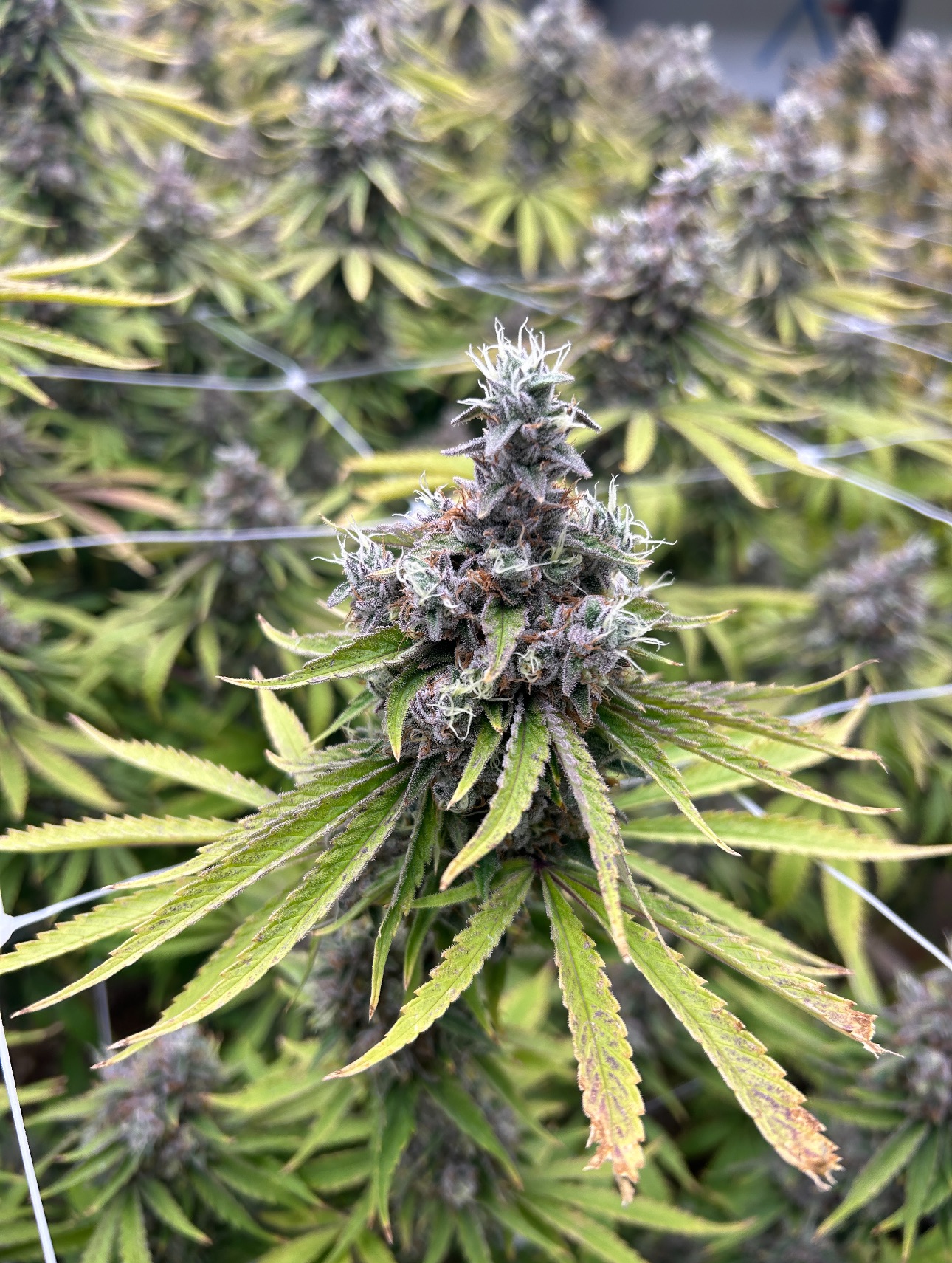 Victory Natural Farms - Sour Blueberry