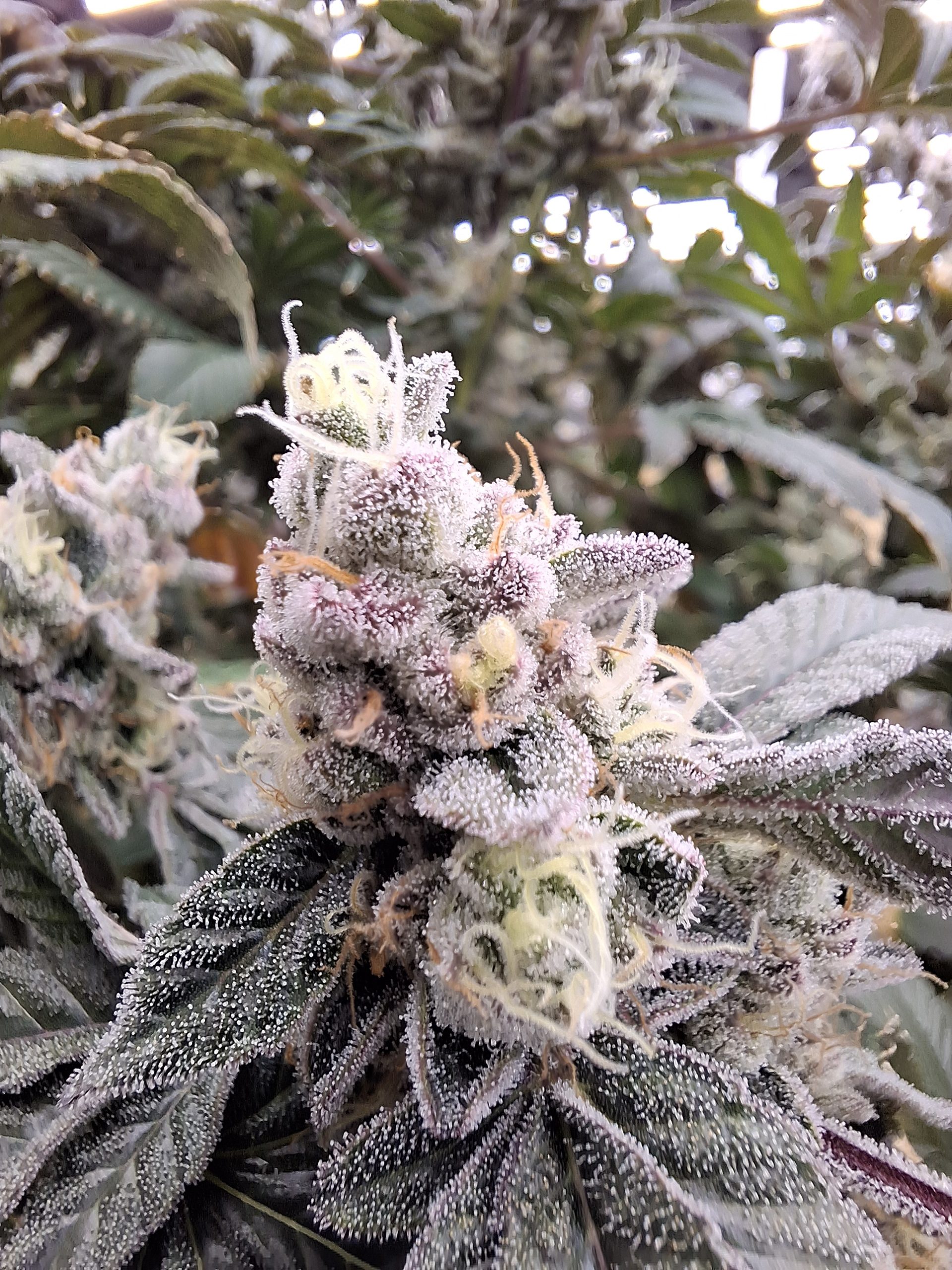 High Grass Premium | Bickett OG | 3.5g