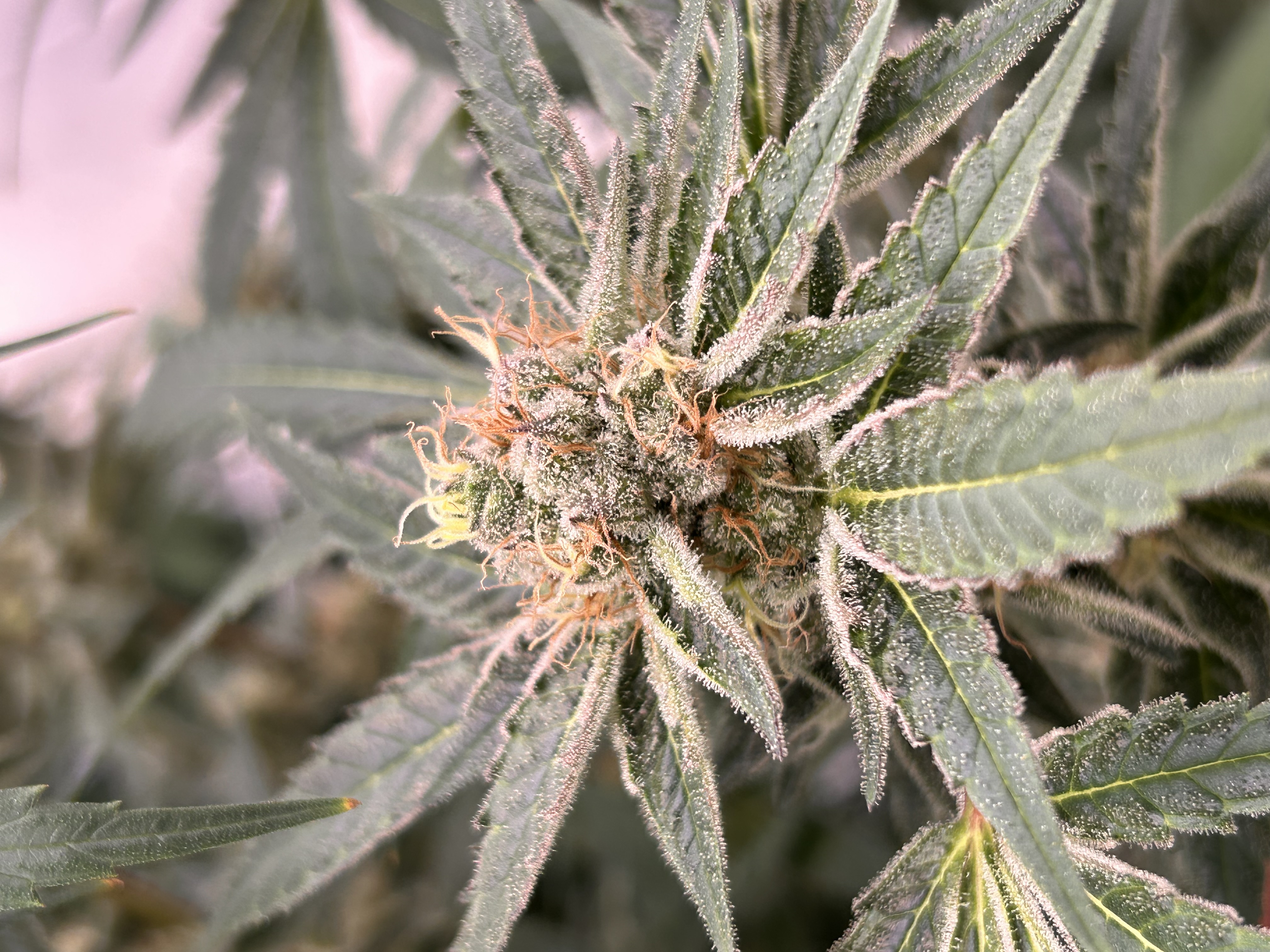 og: Gardens - Galactic Cheese