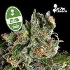 Garden Greens Big Buds | Super Villian | 7g (Indica)