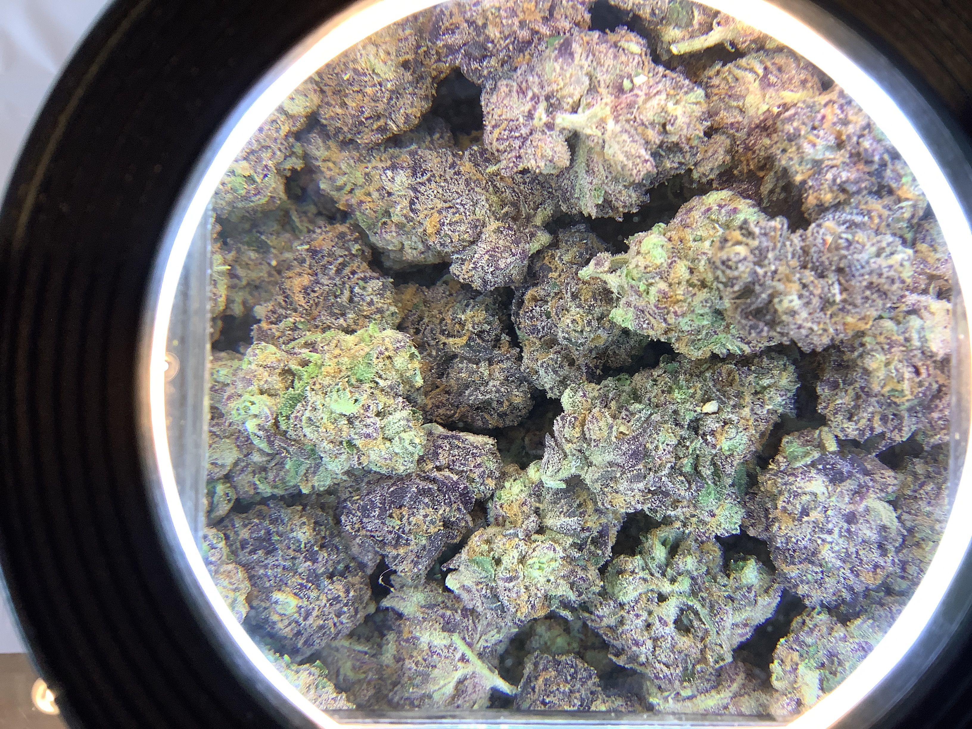 Gardens Thin Mint Jealousy