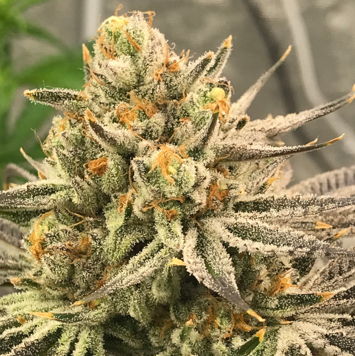 Point Blank | Flower | 3.