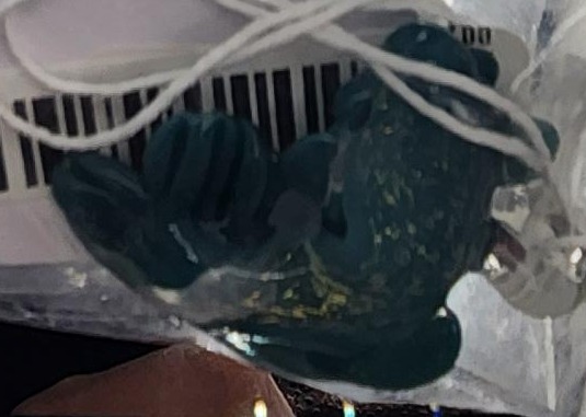 Wearable Glass Koi