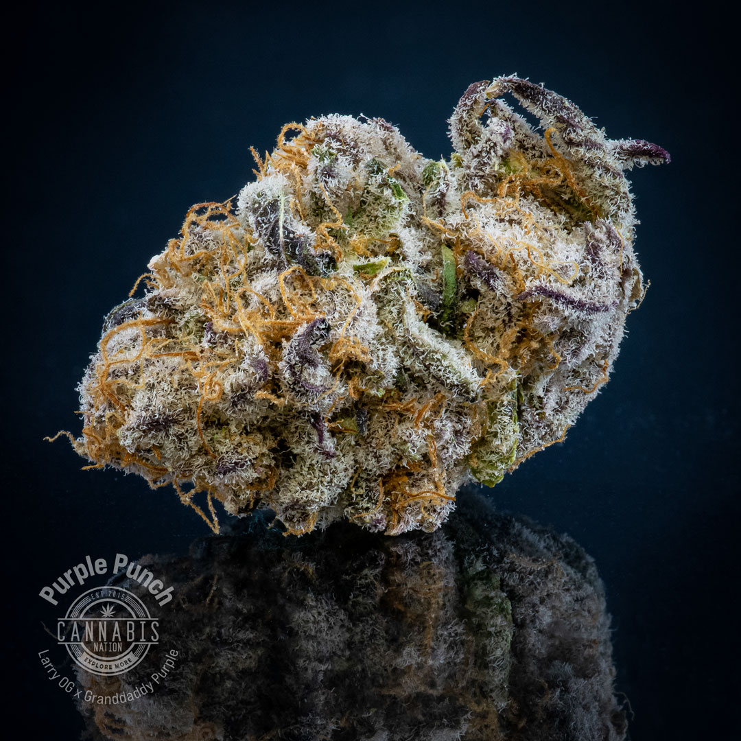 Flower | Purple Punch