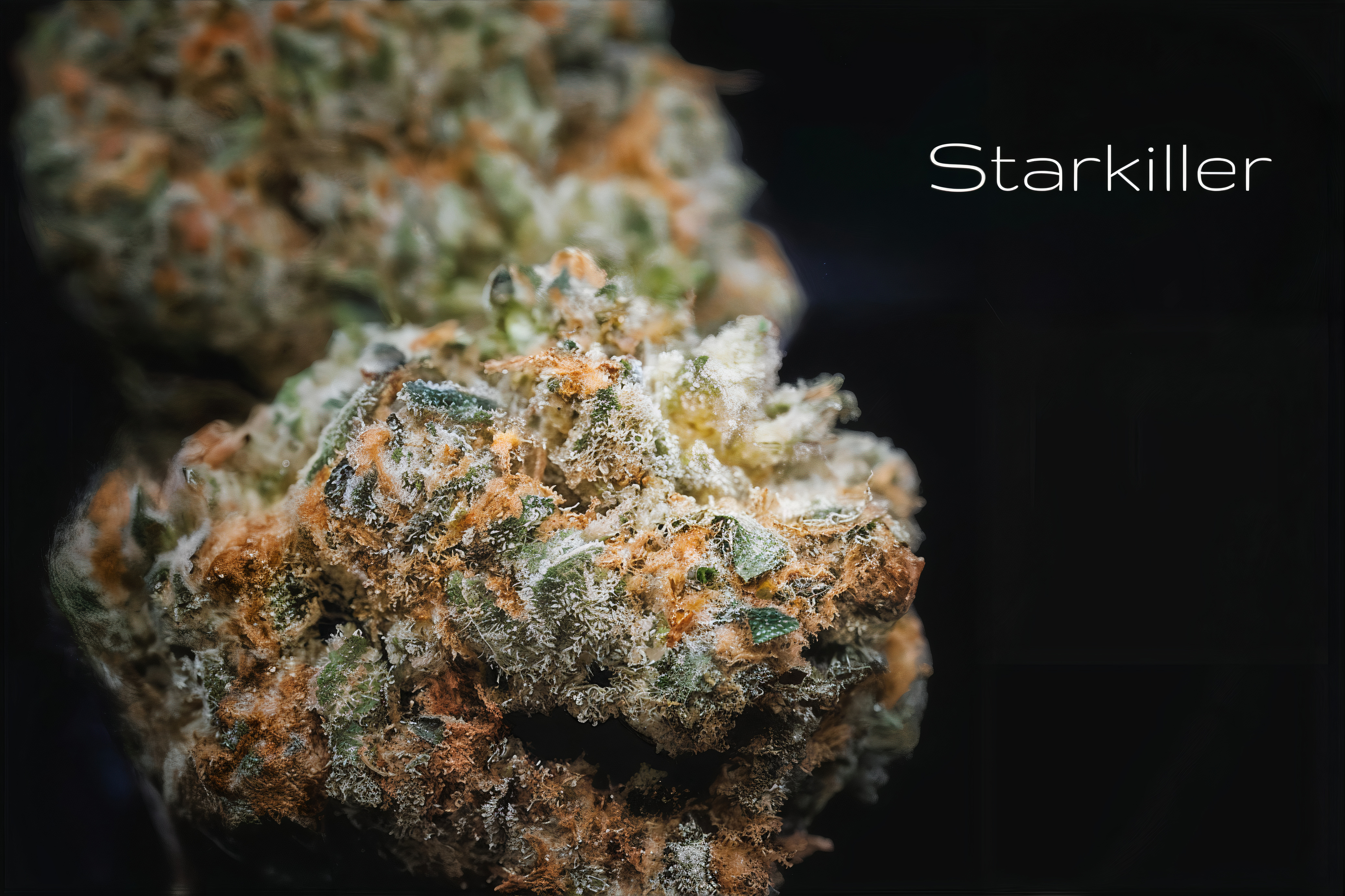 Starkiller | Outdoor