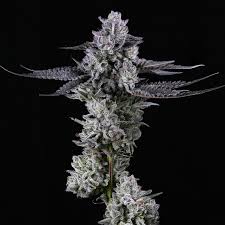 TGS Med Flower - Grape Cream Cake
