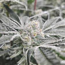 PRE-PACK FLOWER GAZZ (H) 3.5G
