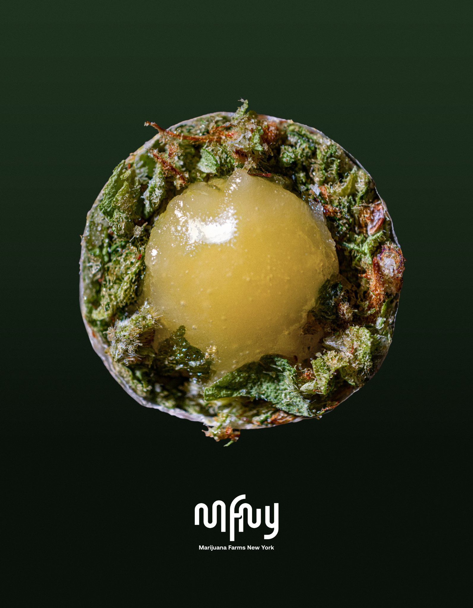 MFNY | Honey Banana x Honey Banana Live Resin Infused Bagel Hole
