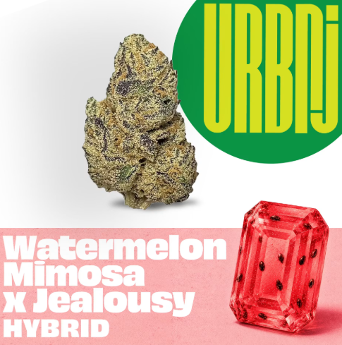 URBNJ - Watermelon Mimosa x Jealousy - 2g Flower