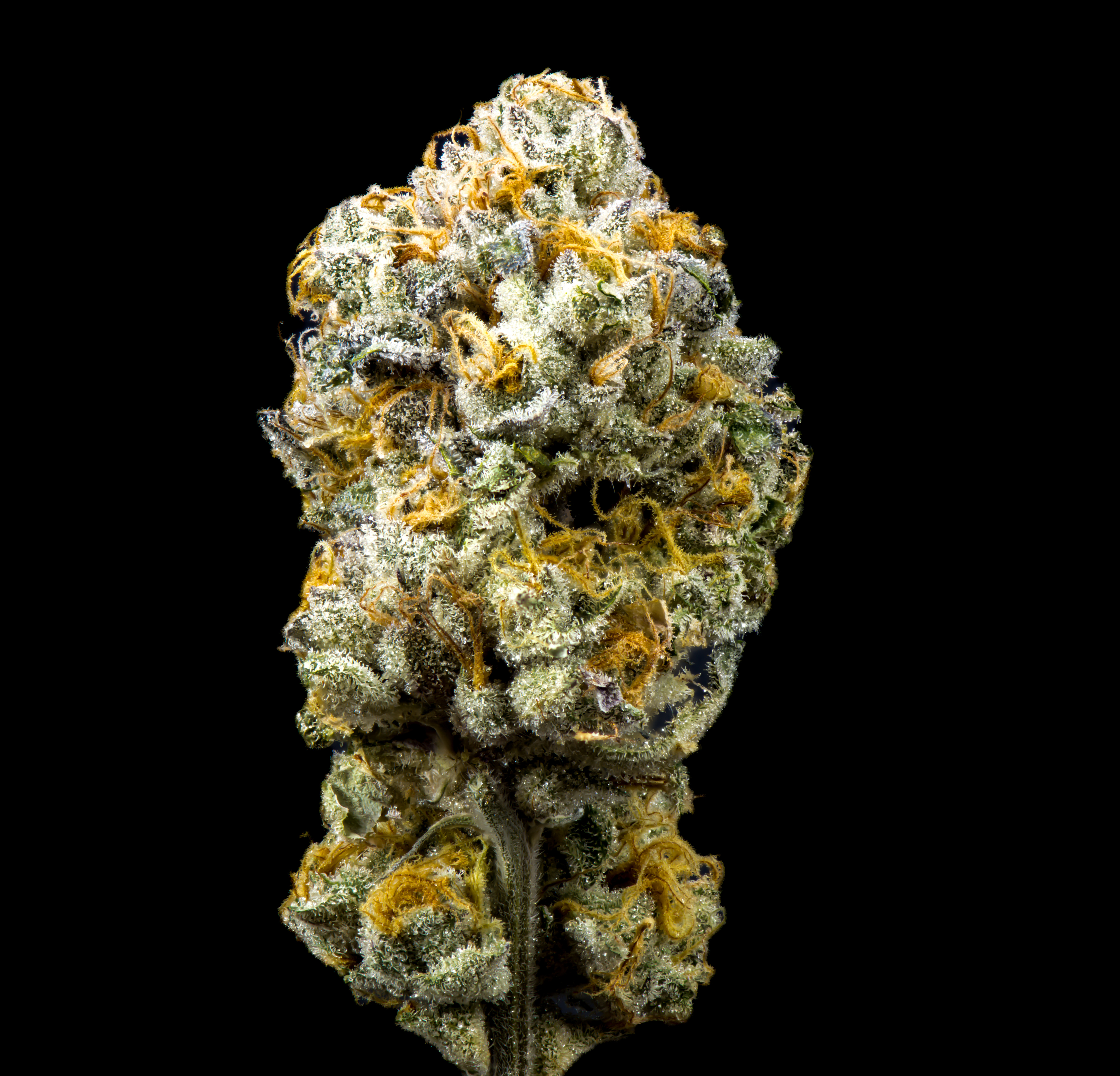 Kusala Care | Gary Payton | Flower | 3.5g (HI)