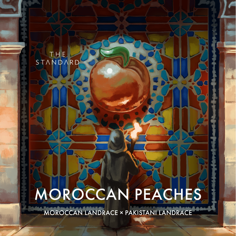 Moroccan Peaches Live Resin Badder | H