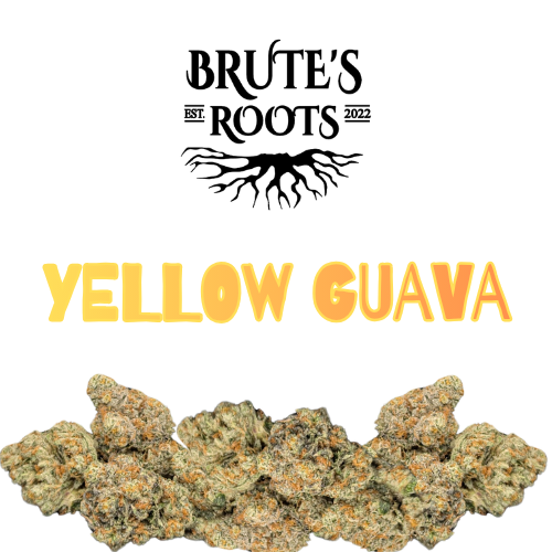 Small Buds - Yellow Guava  |  MED