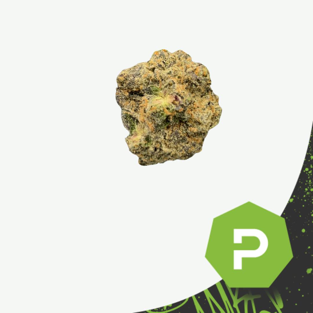 Poppy Canna | Moon Rocks | Candy Blues