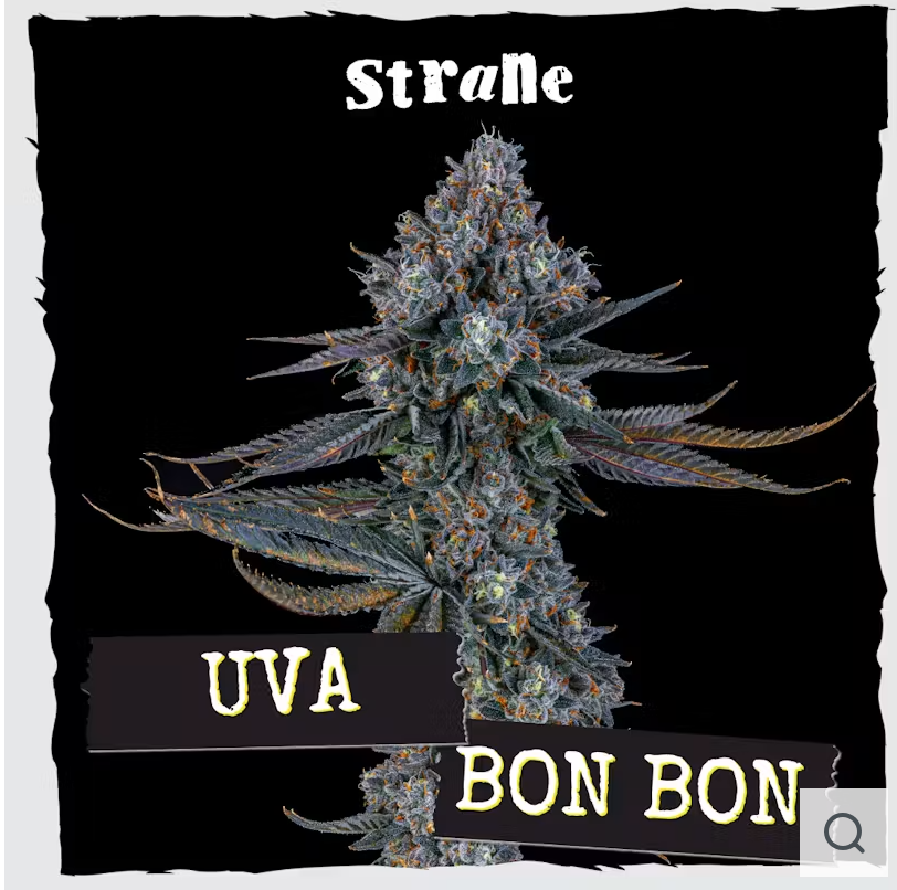 Uva Bon Bon | Pre Packed [3.5g]