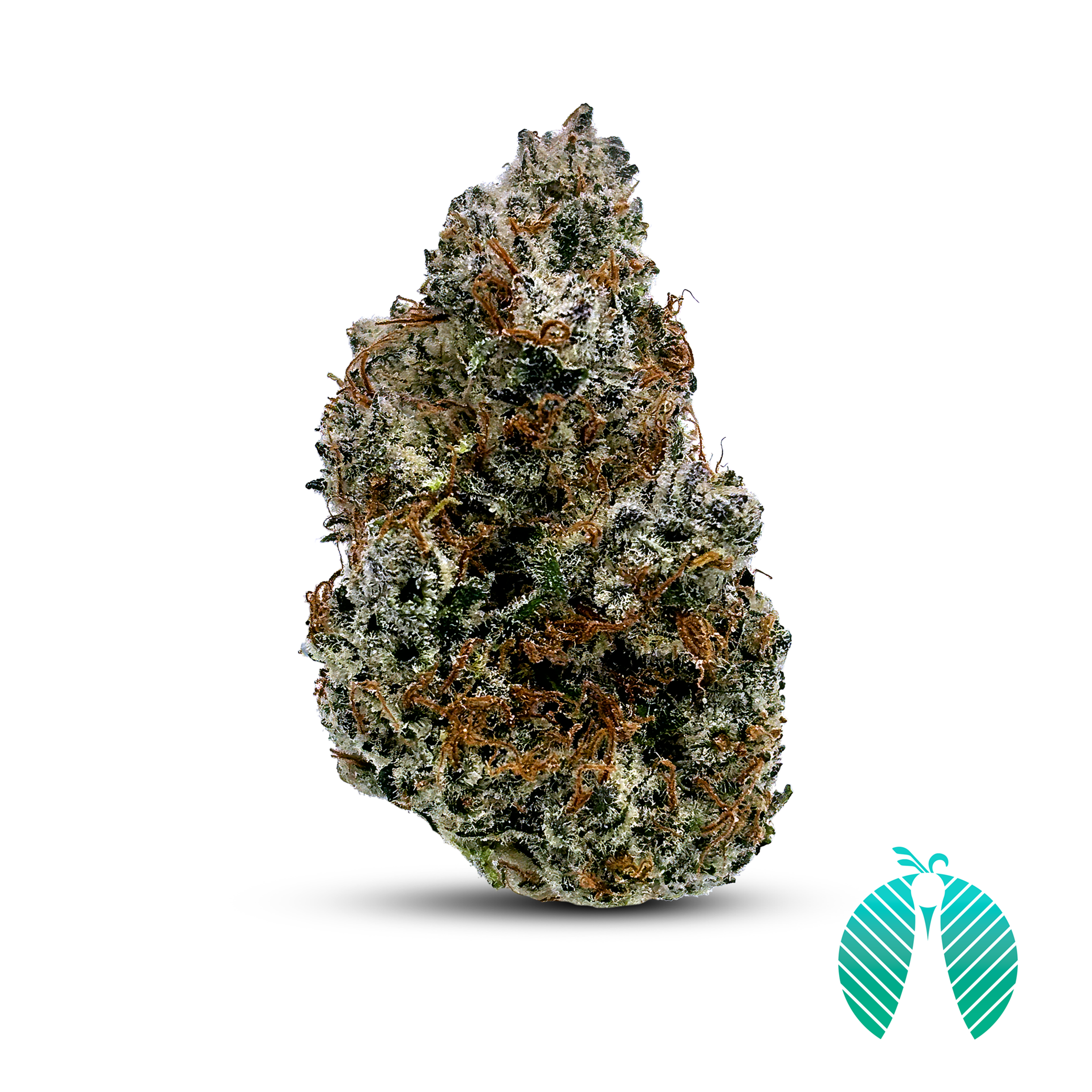 Black Domina