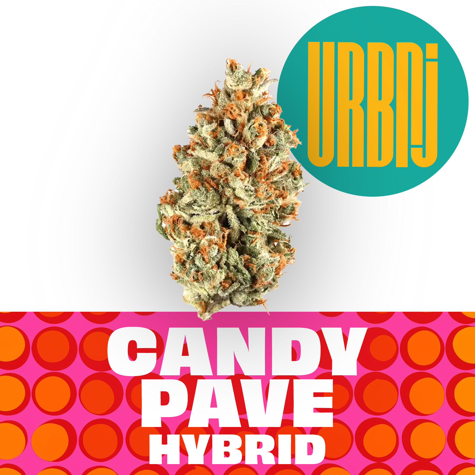 Candy Pave | URBNJ |  Flower
