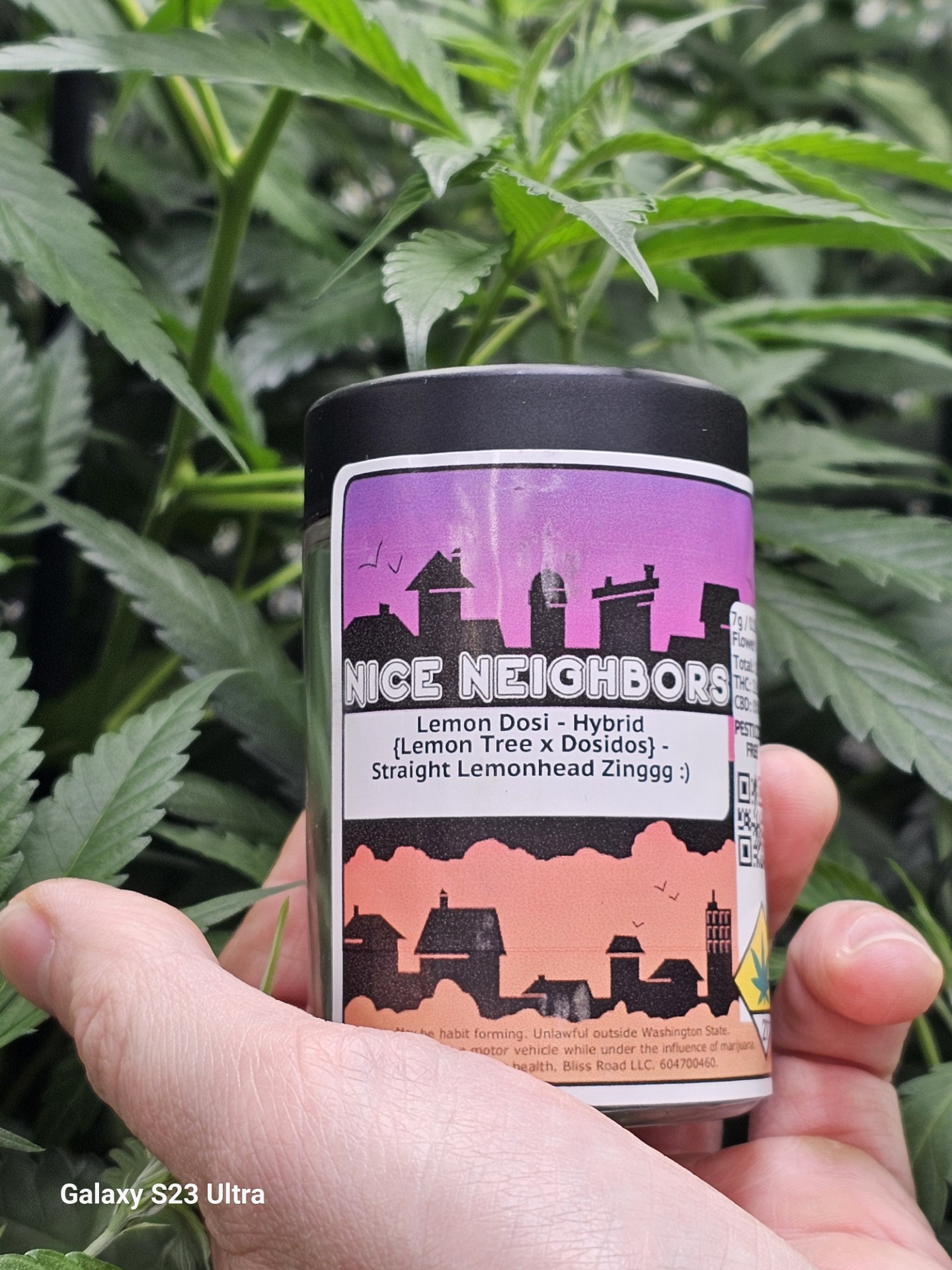 Point Break Flower | 28g