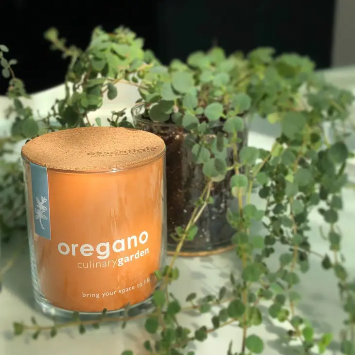 Creations Essential Oregano Culinary Garden