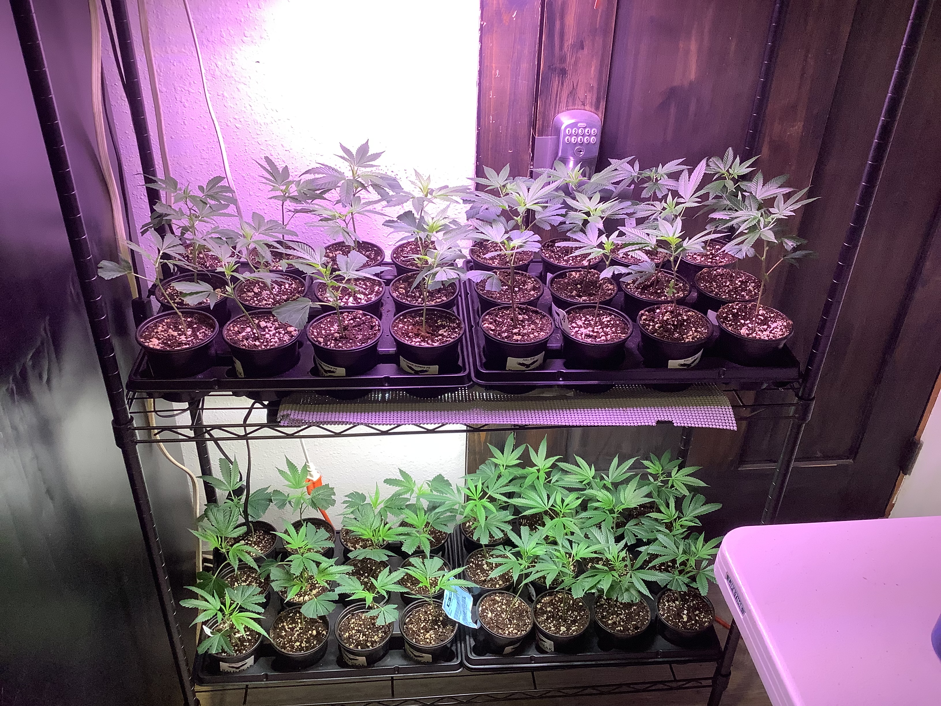 Birthday Cake Clone