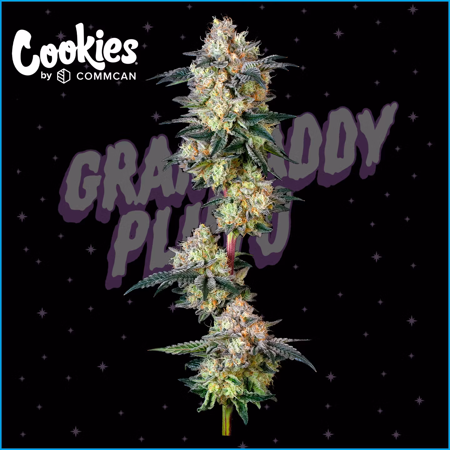 Grandaddy Pluto | Flower | 3.5g