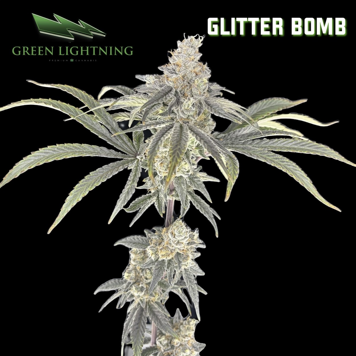 Green Lightning | Glitter Bomb | Flower | 3.5g (HI)