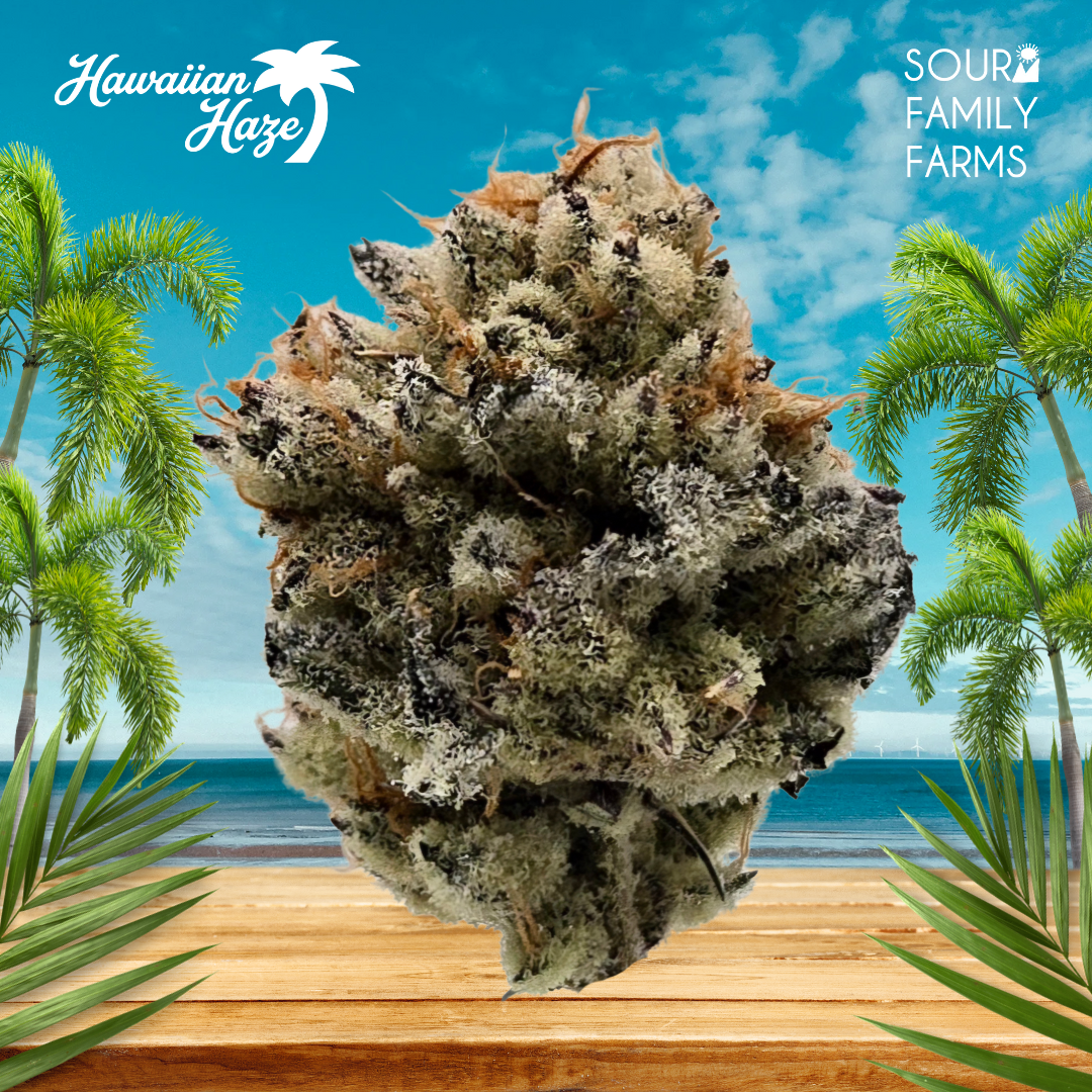 Sour Family Farms | Flower | Hawaiian Haze | 3.5g