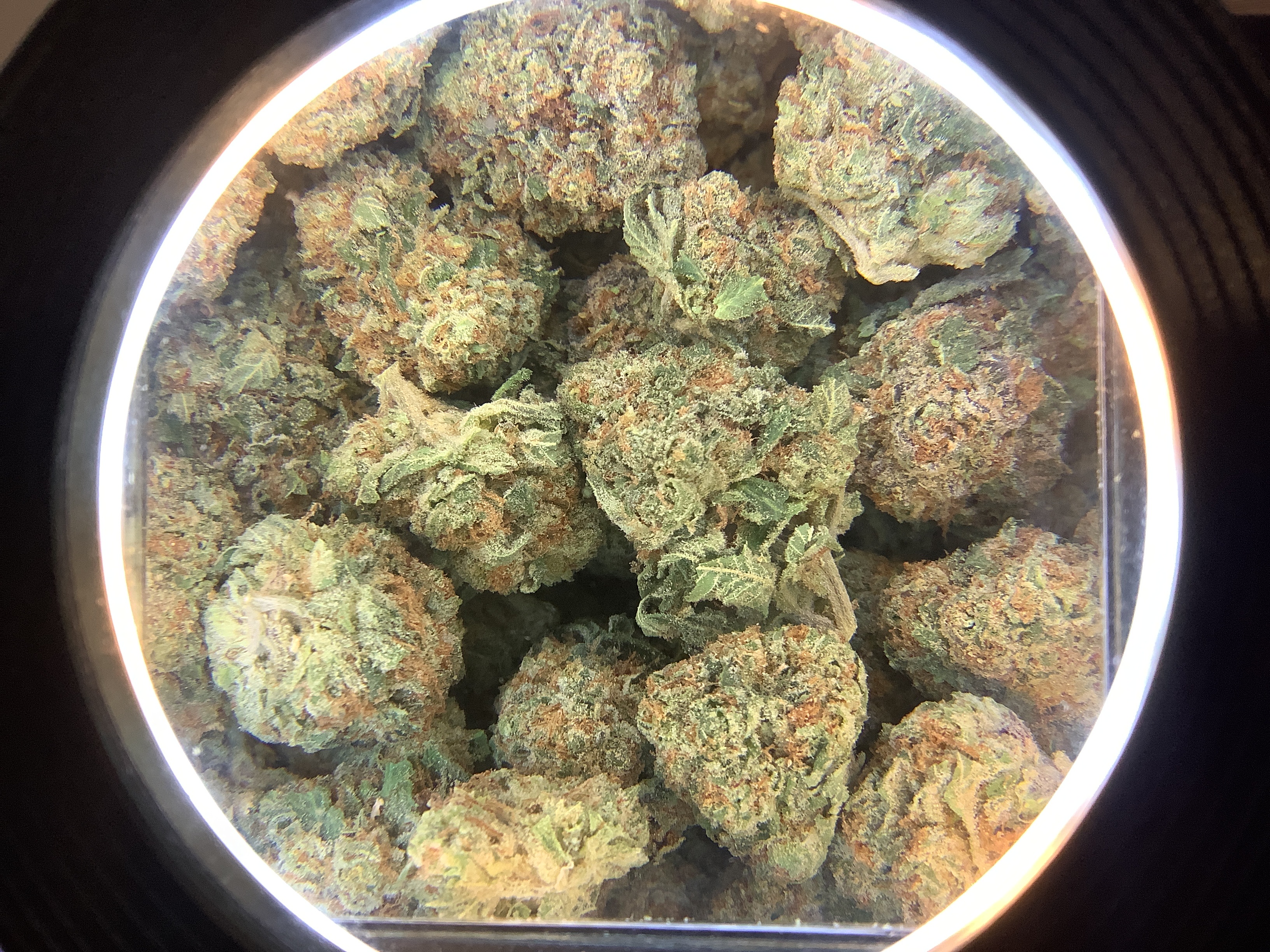 Grapefruit